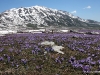 Campo imperatore